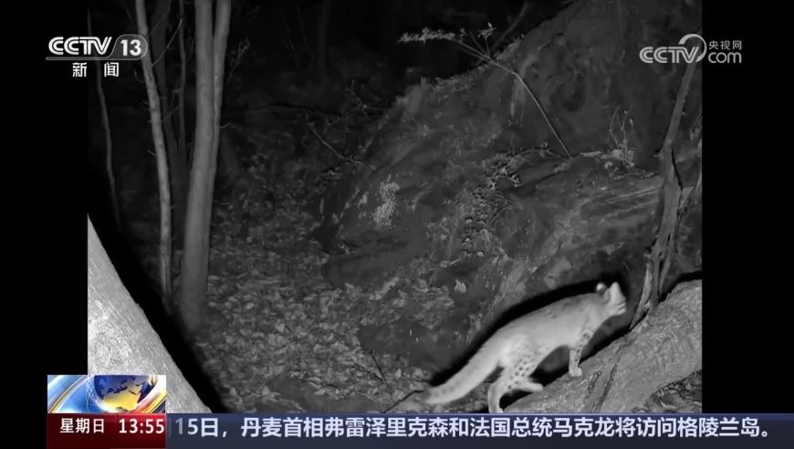 2025澳门资料大全免费管家婆港澳资料大全,51岁曹颖唱跳状态超好,最新核心解答落实_创意版V6.8
